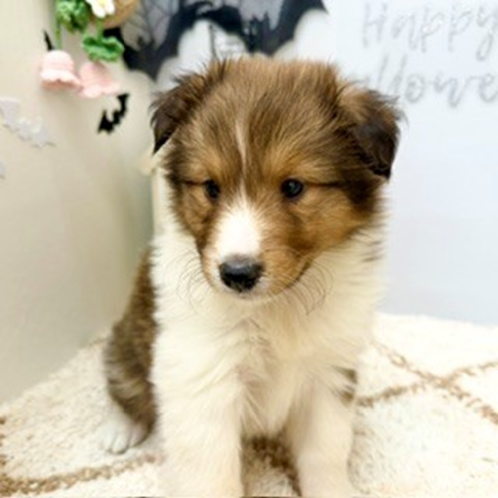 静岡県のシェットランドシープドッグ (犬の家＆猫の里プレ葉ウォーク浜北店/2026年8月4日生まれ/女の子/セーブルホワイト)の子犬の2枚目の画像