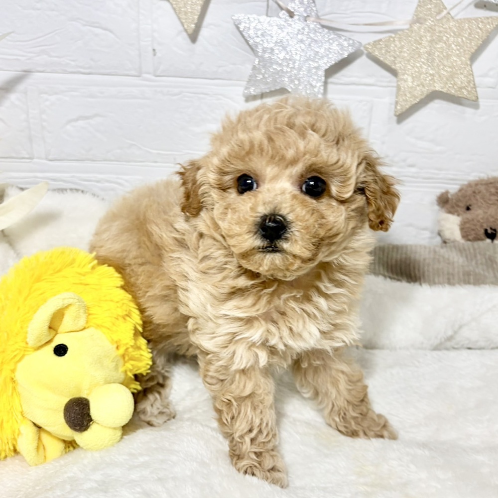 兵庫県のビションプー(ビションフリーゼ×プードル) (犬の家＆猫の里ニッケパークタウン加古川店/2026年8月3日生まれ/女の子/アプリコット)の子犬の1枚目の画像