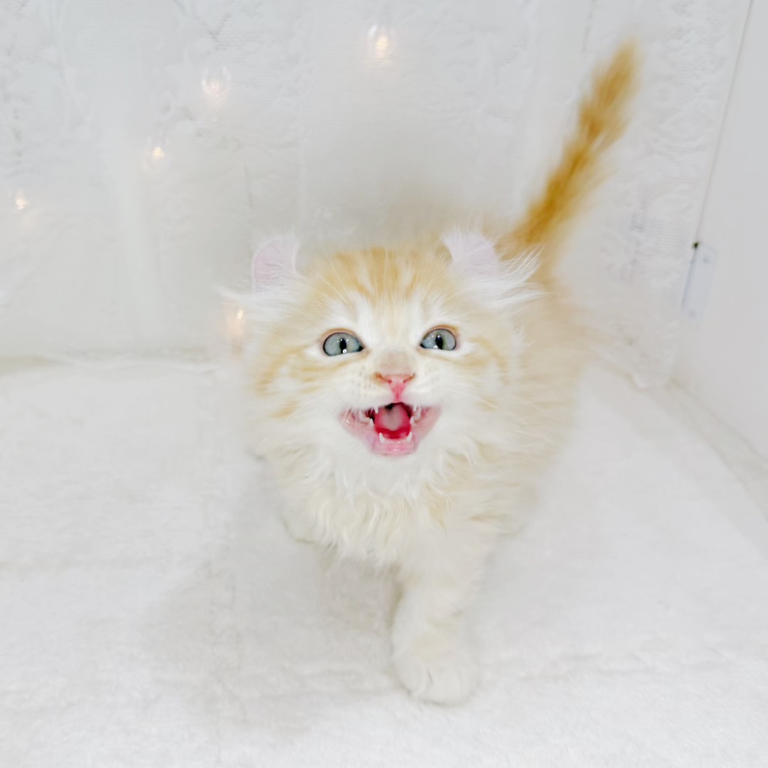 千葉県のアメリカンカール (犬の家＆猫の里BIGHOPガーデンモール印西店/2026年8月3日生まれ/男の子/レッドタビー)の子猫の2枚目の画像