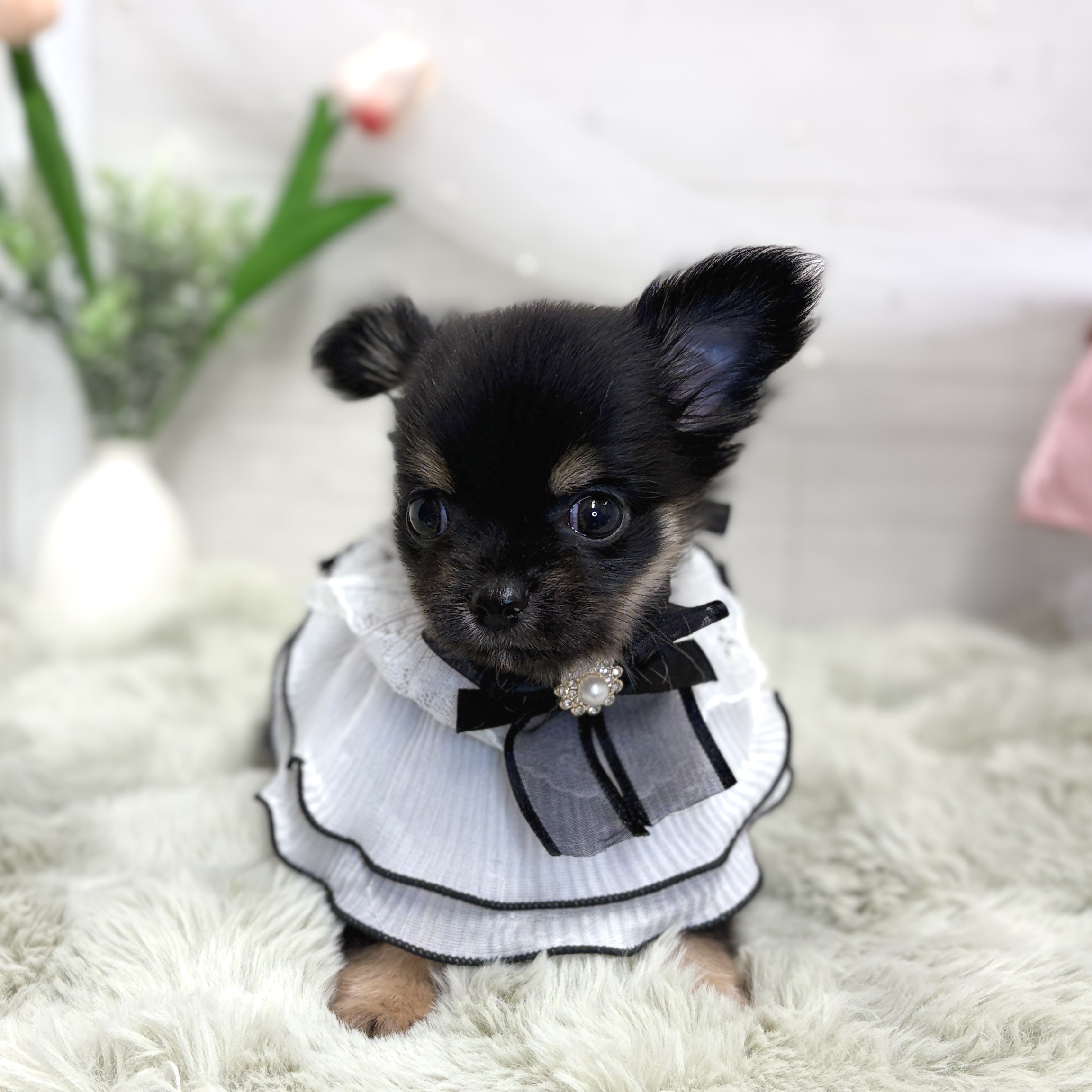 神奈川県のチワワ(ロング) (犬の家＆猫の里相模原店/2026年8月2日生まれ/女の子/ブラックタン)の子犬の2枚目の画像