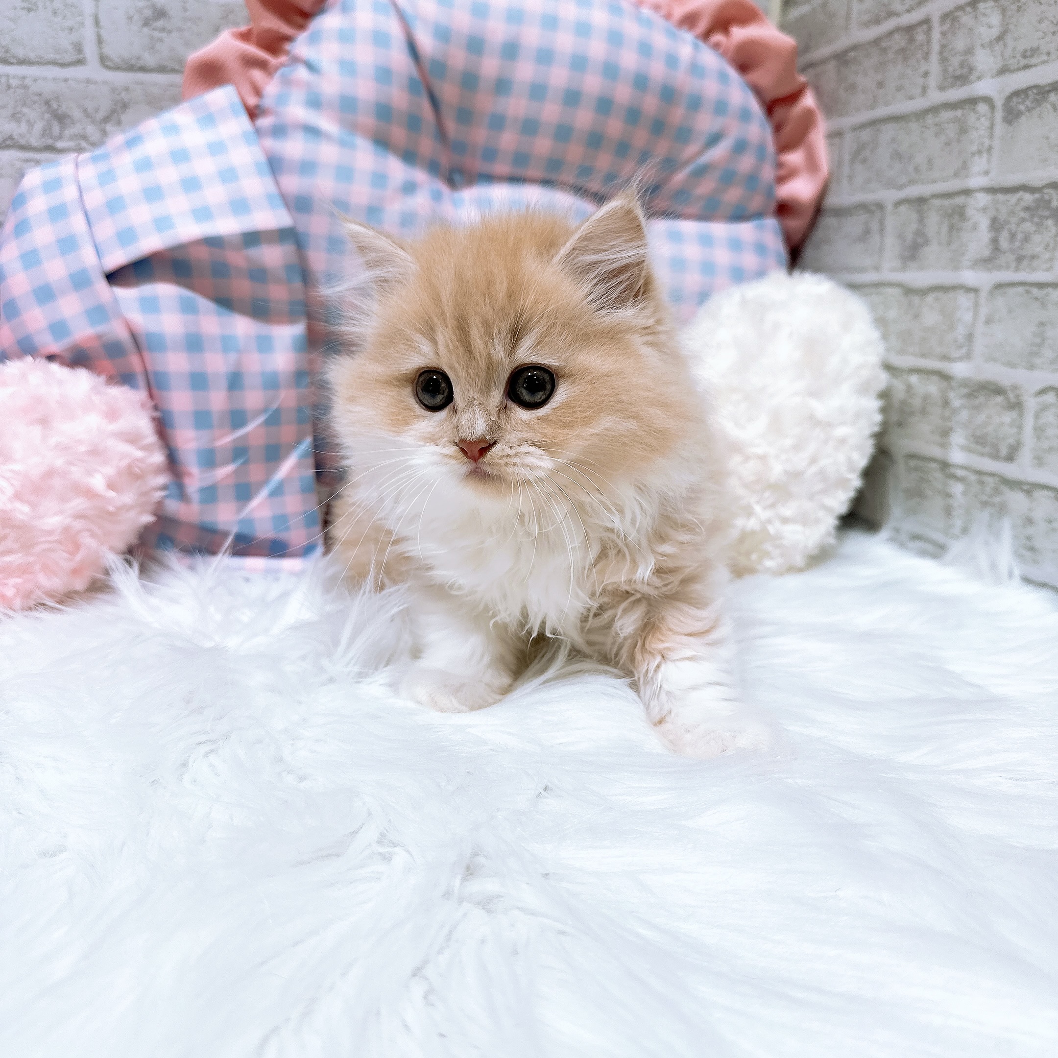神奈川県のスコティッシュフォールド (犬の家＆猫の里元住吉ブレーメン通り店/2026年8月3日生まれ/男の子/クリームタビーホワイト)の子猫の2枚目の画像