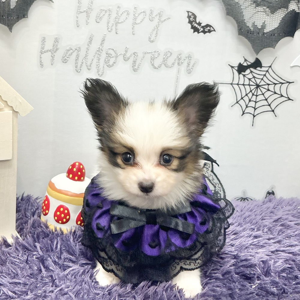 静岡県のパピヨン (犬の家＆猫の里プレ葉ウォーク浜北店/2026年8月4日生まれ/女の子/ホワイトブラウン)の子犬の2枚目の画像
