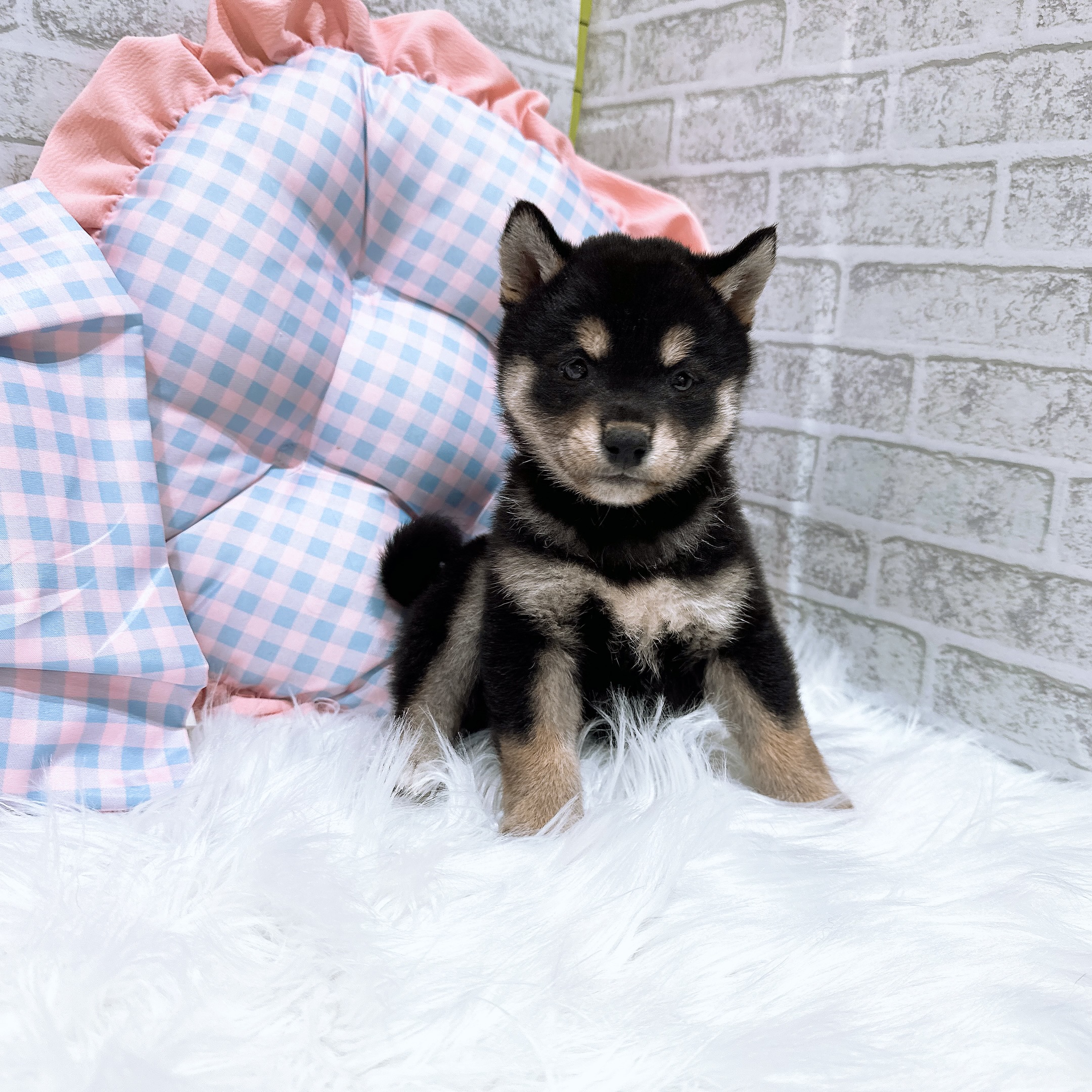 神奈川県の柴犬(標準サイズ) (犬の家＆猫の里元住吉ブレーメン通り店/2026年8月3日生まれ/女の子/黒)の子犬の1枚目の画像