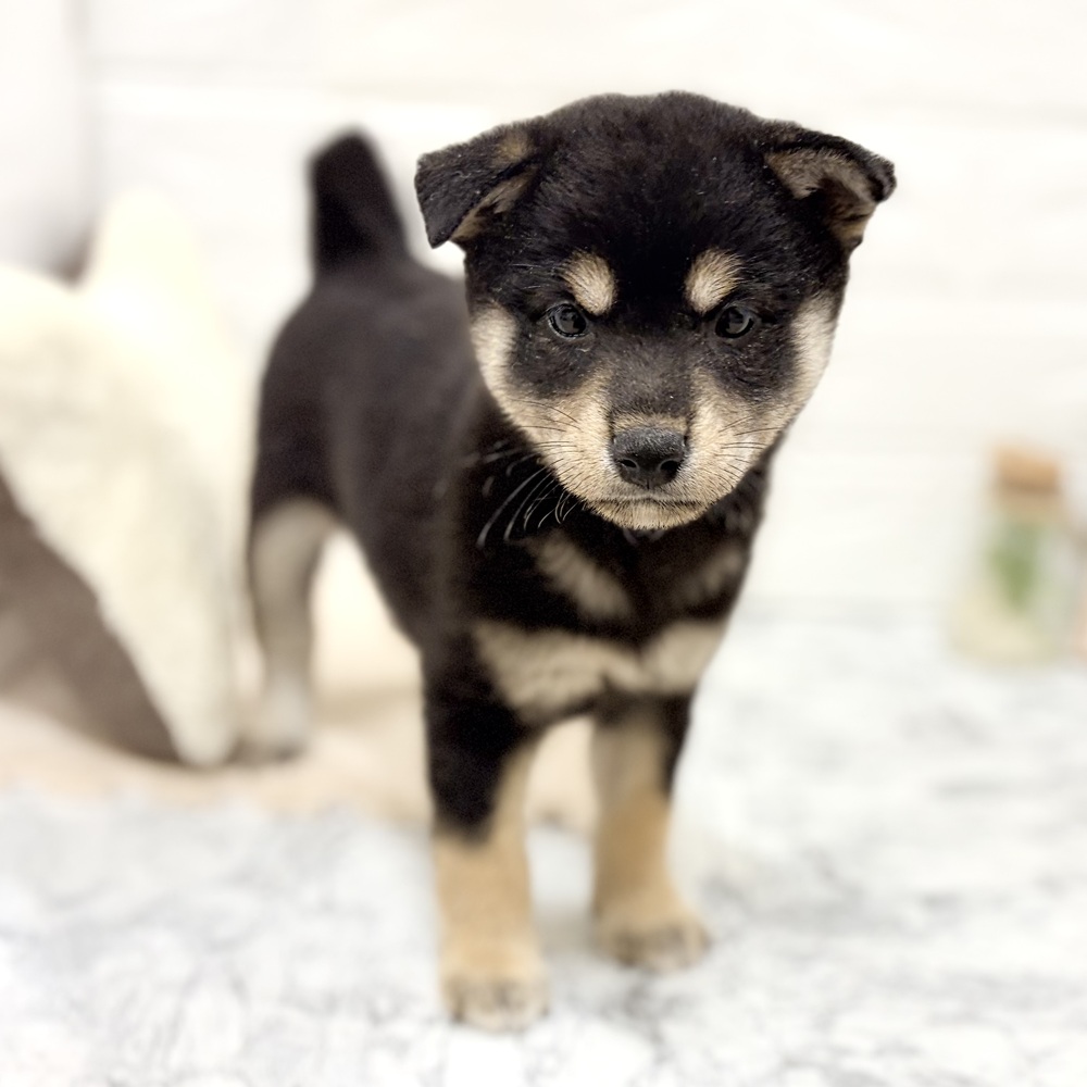 愛知県の柴犬(標準サイズ) (犬の家＆猫の里豊田店/2026年8月3日生まれ/女の子/黒)の子犬の2枚目の画像