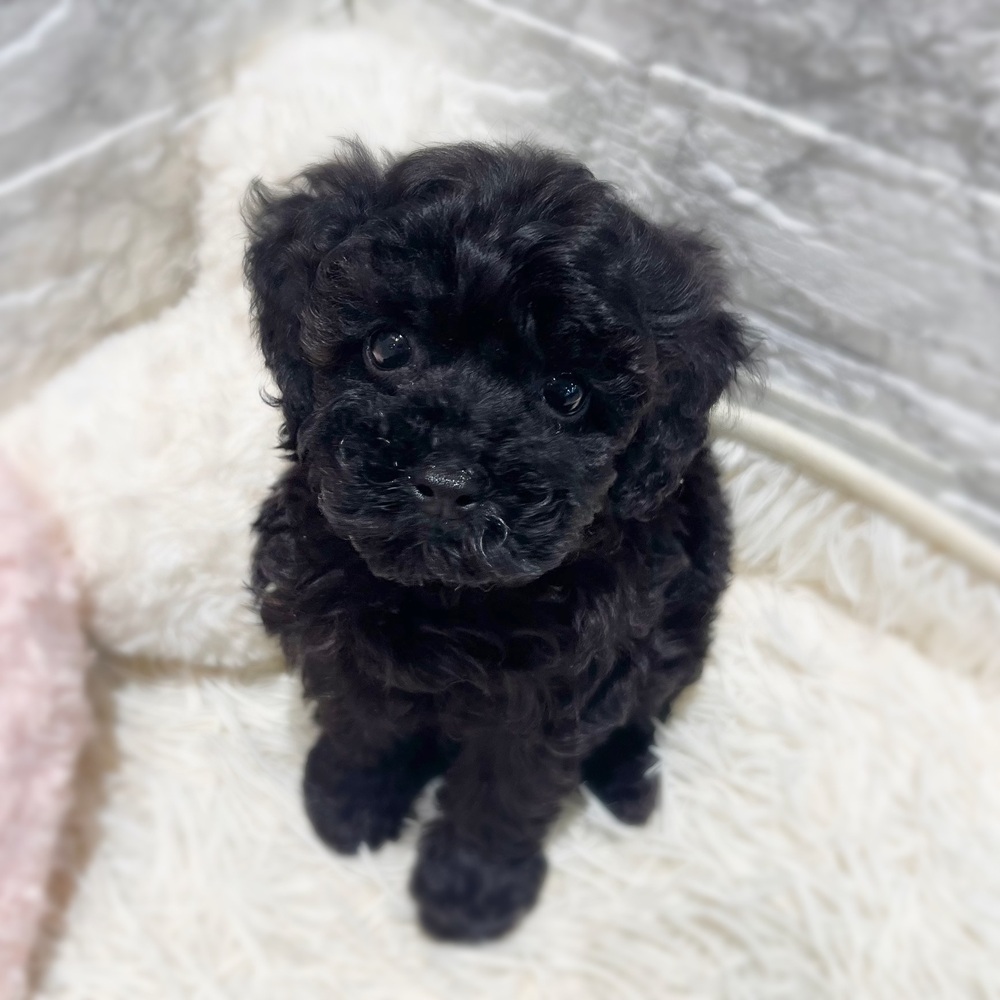 愛知県のトイプードル(トイ) (犬の家＆猫の里MiO香久山店/2026年8月2日生まれ/女の子/ブラック)の子犬の1枚目の画像