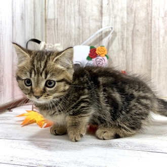 神奈川県のマンチカン (犬の家＆猫の里小田原店/2026年8月4日生まれ/男の子/ブラウンタビー)の子猫の2枚目の画像