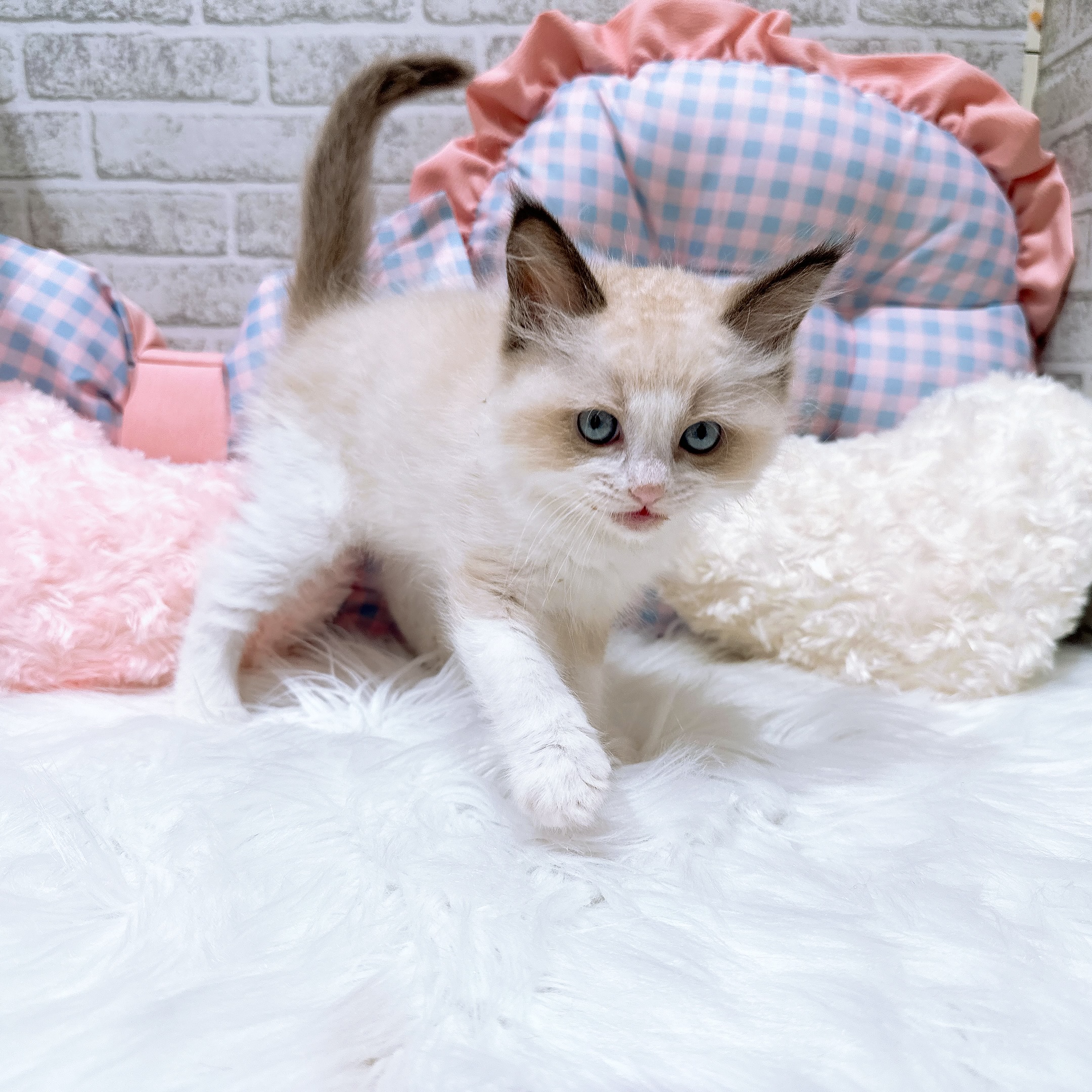 神奈川県のラグドール (犬の家＆猫の里元住吉ブレーメン通り店/2026年8月3日生まれ/男の子/シールポイントバイカラー)の子猫の2枚目の画像