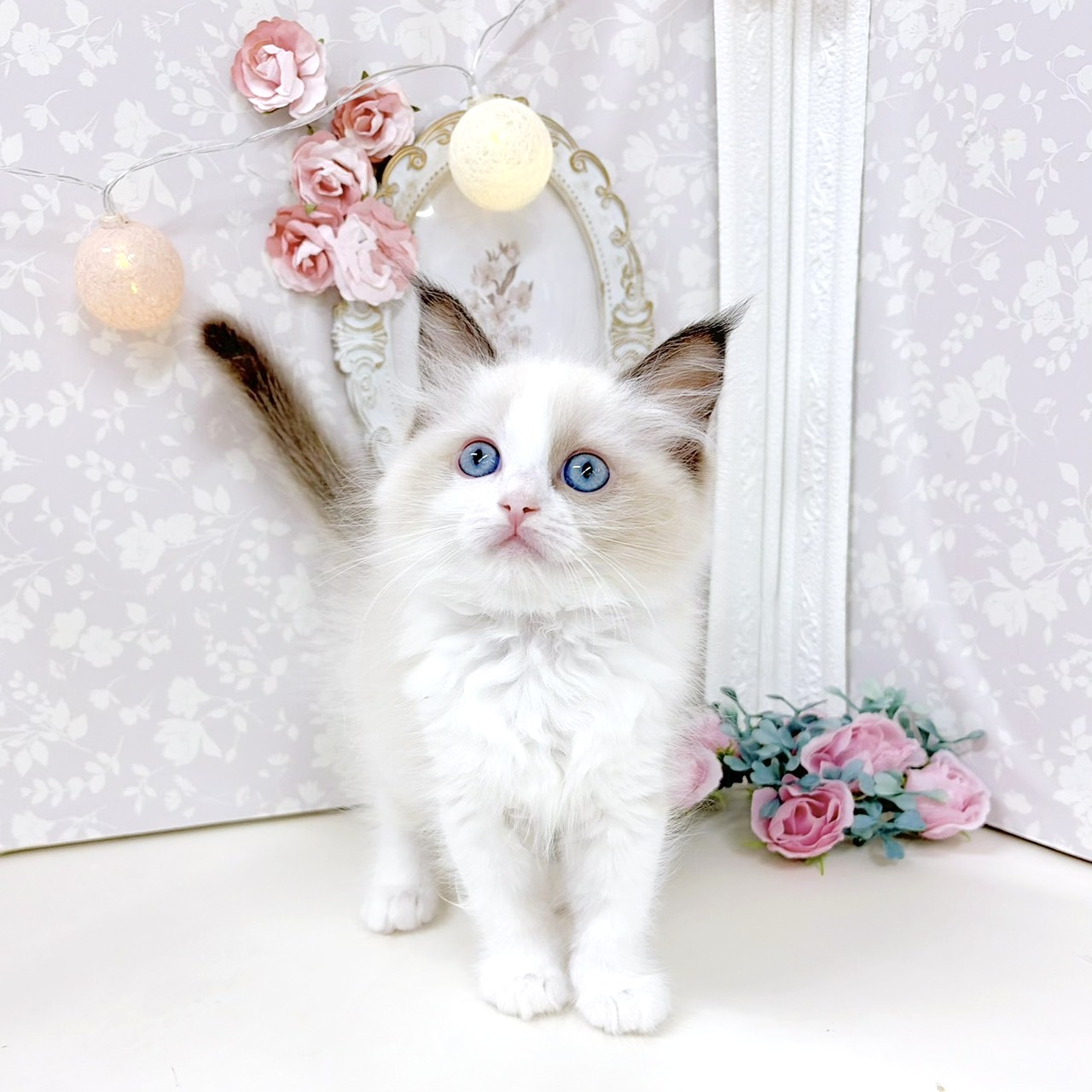 富山県のラグドール (犬の家＆猫の里アミーゴ高岡蓮花寺店/2026年8月3日生まれ/女の子/シールポイントバイカラー)の子猫の2枚目の画像