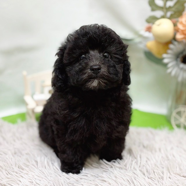 静岡県のトイプードル(トイ) (犬の家＆猫の里藤枝店/2026年8月2日生まれ/男の子/シルバー)の子犬の1枚目の画像