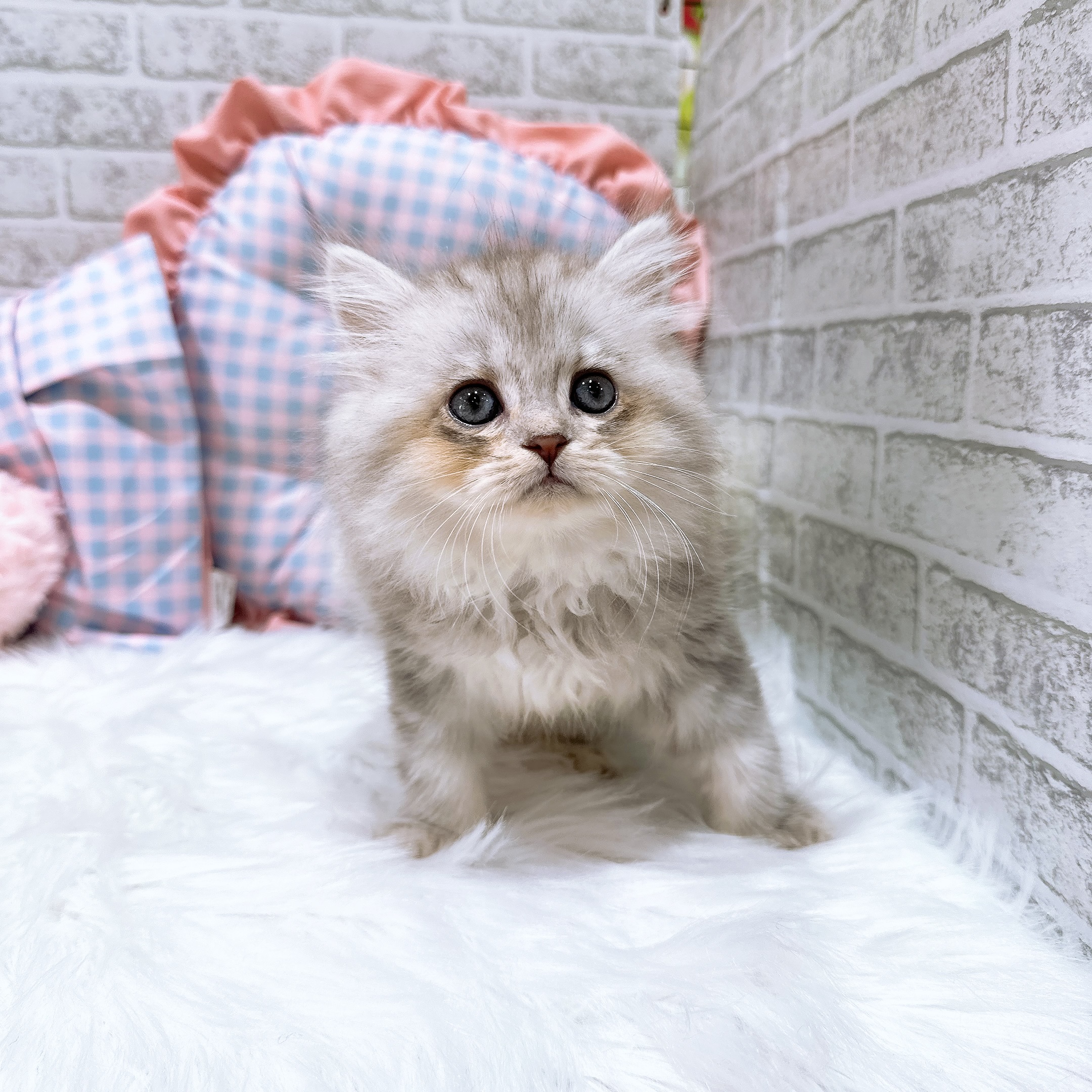 神奈川県のペルシャ (犬の家＆猫の里元住吉ブレーメン通り店/2026年8月3日生まれ/女の子/チンチラシルバー)の子猫の2枚目の画像