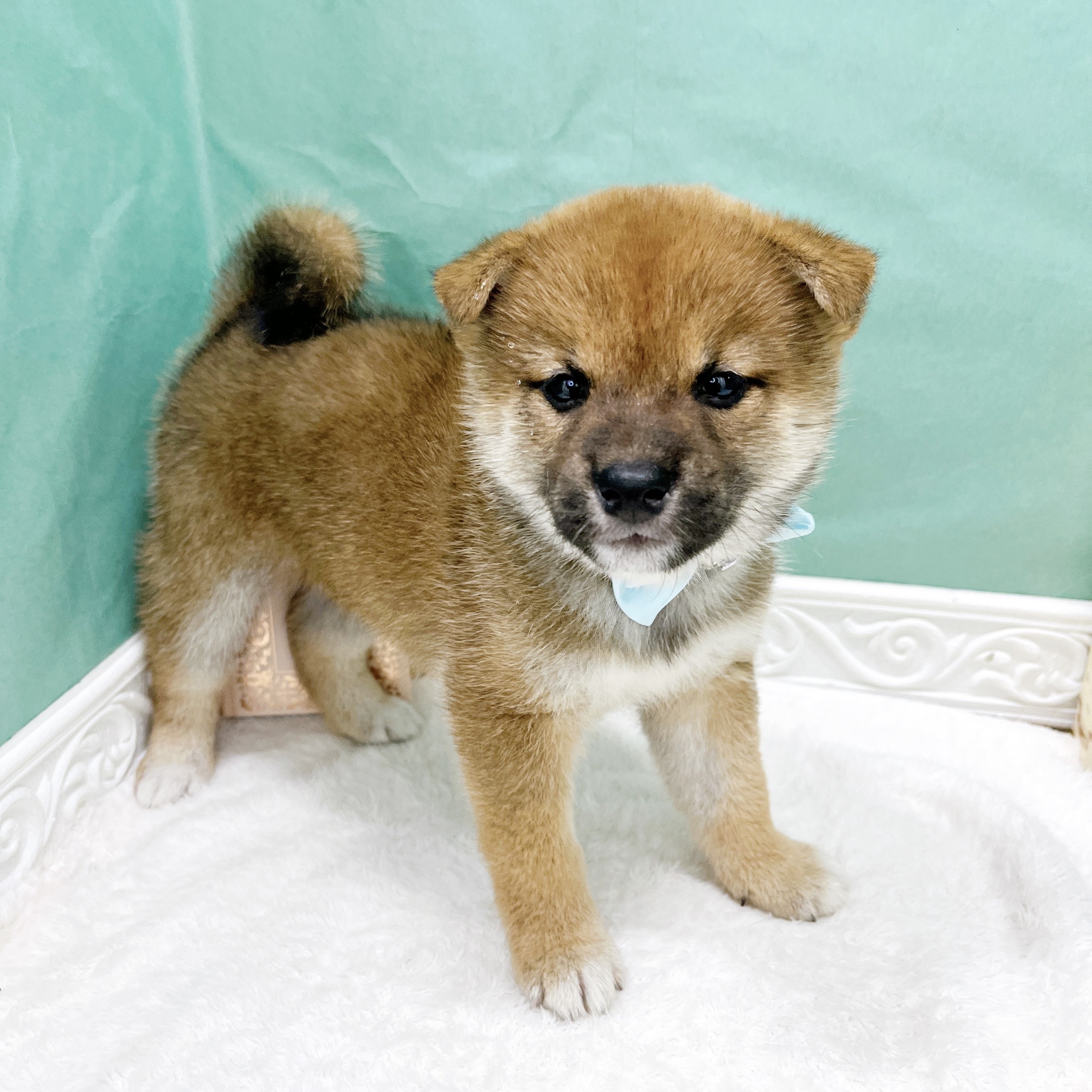 石川県の柴犬(標準サイズ) (犬の家＆猫の里アミーゴ金沢有松店/2026年8月2日生まれ/男の子/赤)の子犬の1枚目の画像