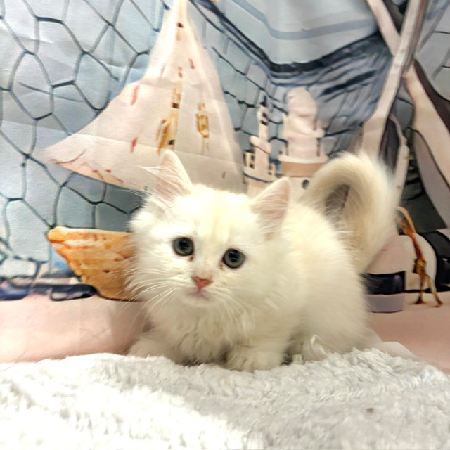 福岡県のマンチカン (犬の家＆猫の里トリアス久山店/2026年8月2日生まれ/男の子/クリームタビー)の子猫の1枚目の画像