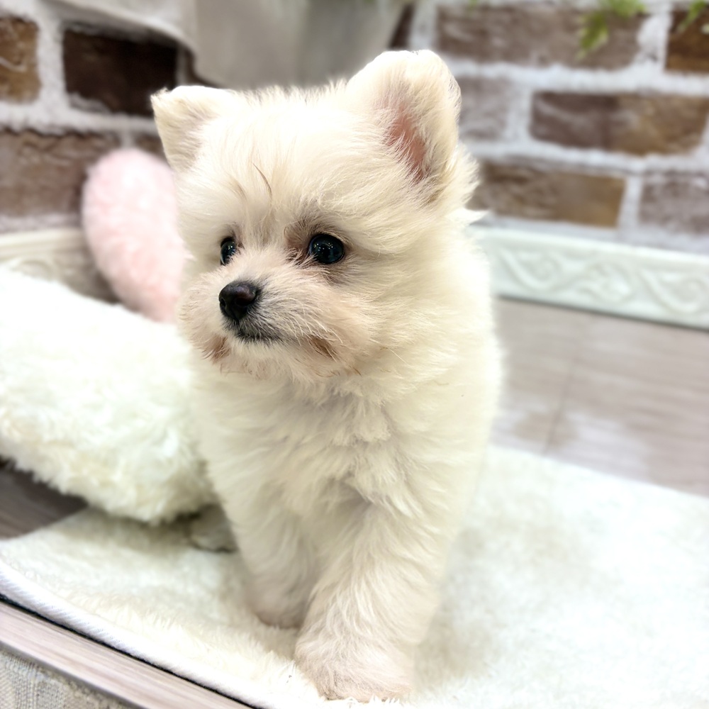 三重県のポメプー(ポメラニアン×プードル) (犬の家＆猫の里三重桑名店/2026年8月4日生まれ/男の子/クリーム)の子犬の2枚目の画像