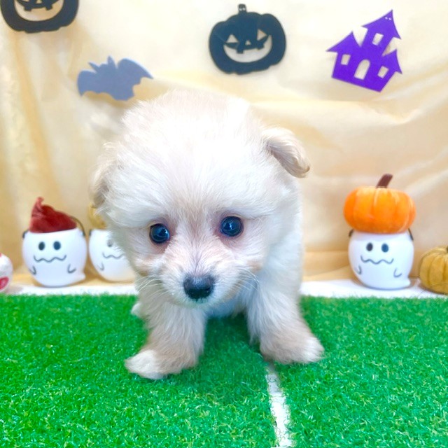 福岡県のポメプー(ポメラニアン×プードル) (犬の家＆猫の里くりえいと宗像店/2026年8月4日生まれ/女の子/クリーム)の子犬の2枚目の画像