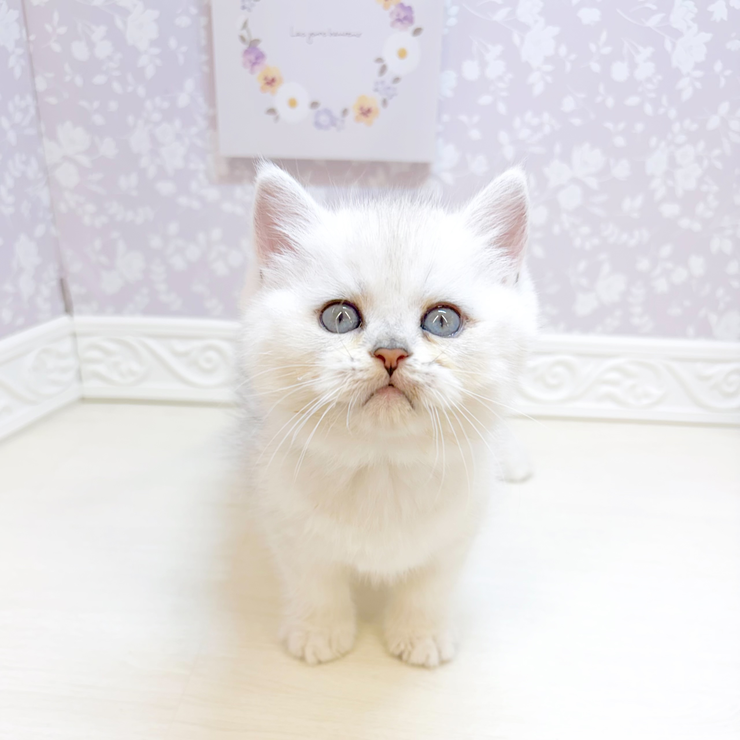 とってもフワフワな猫ちゃんがやってきました✨🐱 ペットショップ 犬の