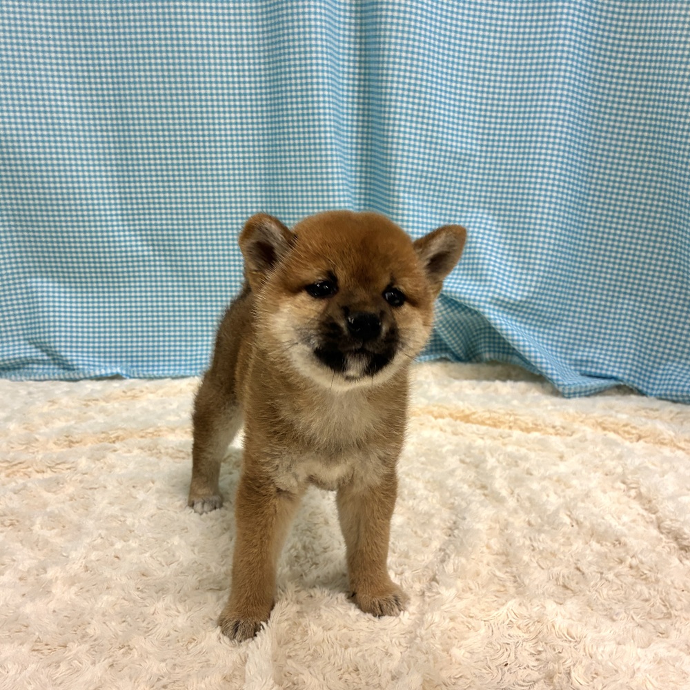 愛知県の柴犬(標準サイズ) (犬の家＆猫の里一宮店/2026年8月1日生まれ/女の子/赤)の子犬の1枚目の画像