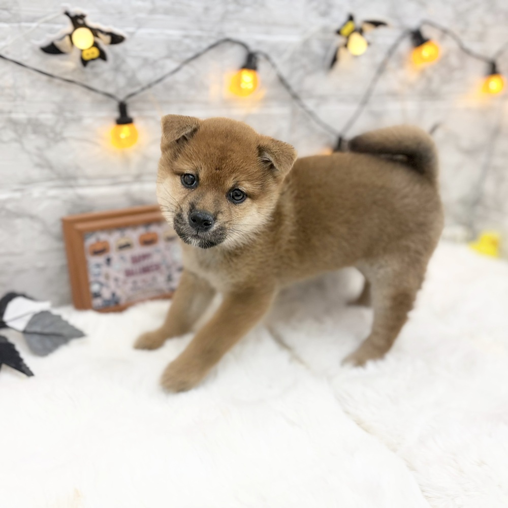 静岡県の柴犬(標準サイズ) (犬の家＆猫の里MEGAドン・キホーテ袋井店/2026年8月1日生まれ/女の子/赤)の子犬の2枚目の画像