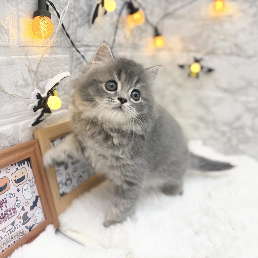 静岡県のスコティッシュストレート (犬の家＆猫の里MEGAドン・キホーテ袋井店/2026年8月3日生まれ/男の子/ブルータビー)の子猫の2枚目の画像