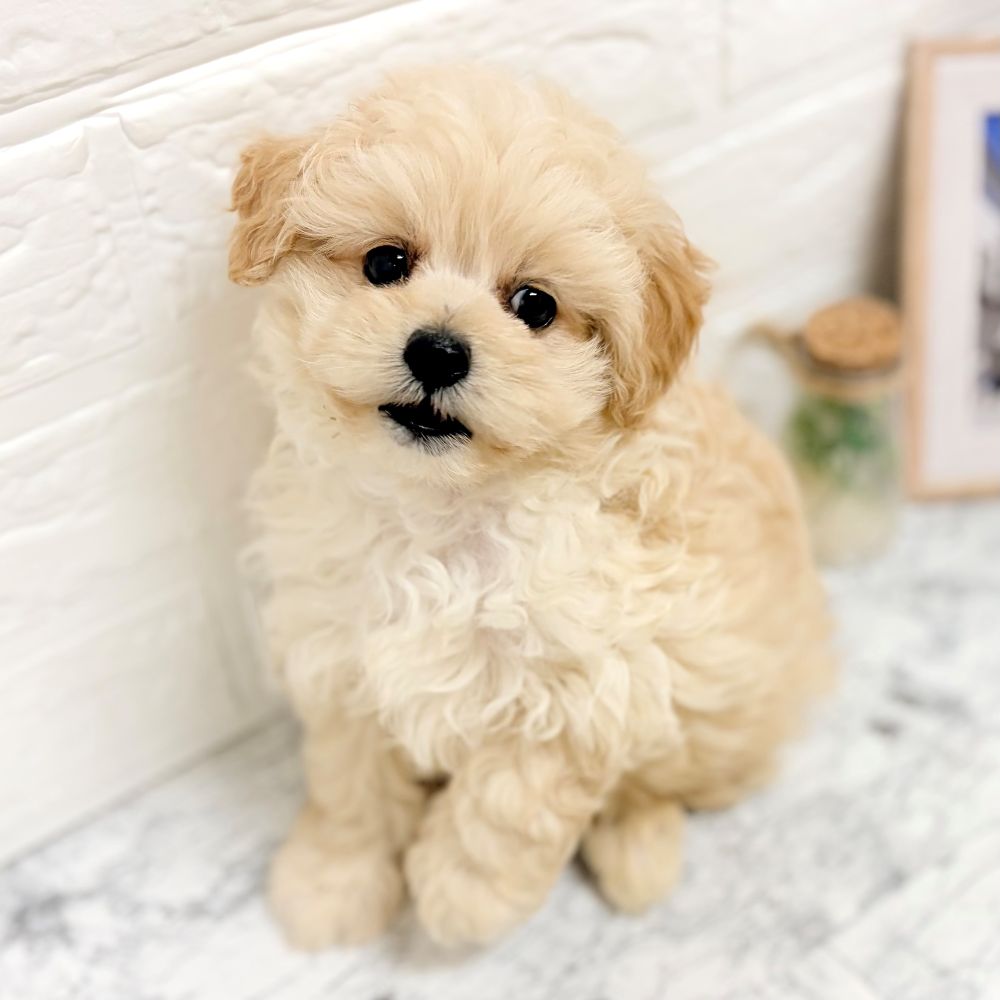 愛知県のポメプー(ポメラニアン×プードル) (犬の家＆猫の里豊田店/2026年8月2日生まれ/男の子/クリーム)の子犬の2枚目の画像