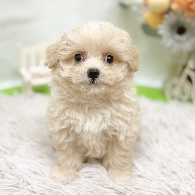 静岡県のポメプー(ポメラニアン×プードル) (犬の家＆猫の里藤枝店/2026年8月2日生まれ/女の子/クリーム)の子犬の1枚目の画像