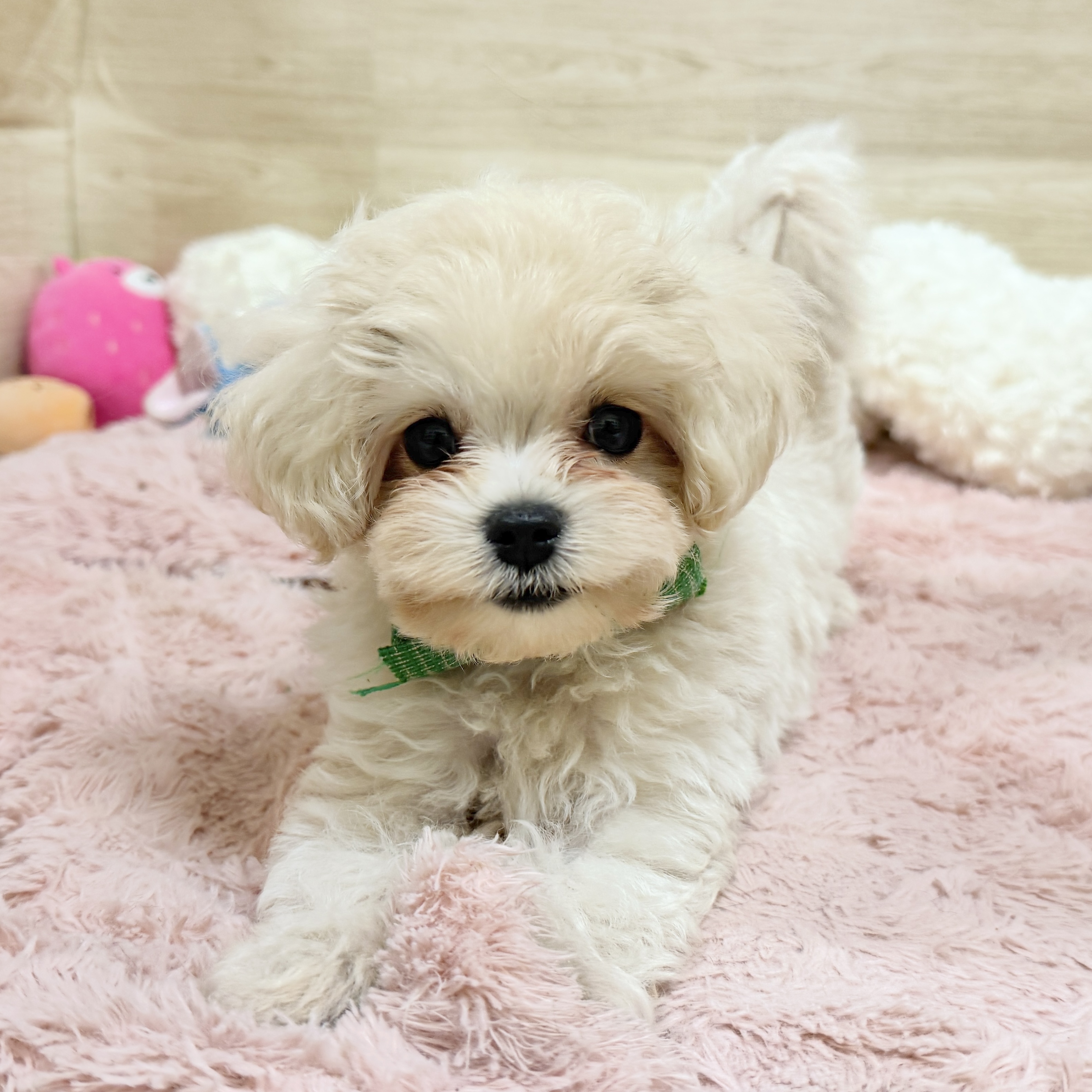 大阪府のマルプー(マルチーズ×プードル) (犬の家＆猫の里そよら東岸和田店/2026年8月4日生まれ/男の子/クリーム)の子犬の2枚目の画像