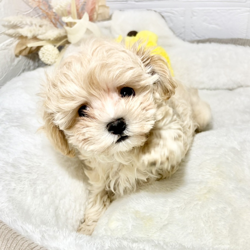 兵庫県のマルプー(マルチーズ×プードル) (犬の家＆猫の里ニッケパークタウン加古川店/2026年8月4日生まれ/女の子/クリーム)の子犬の1枚目の画像