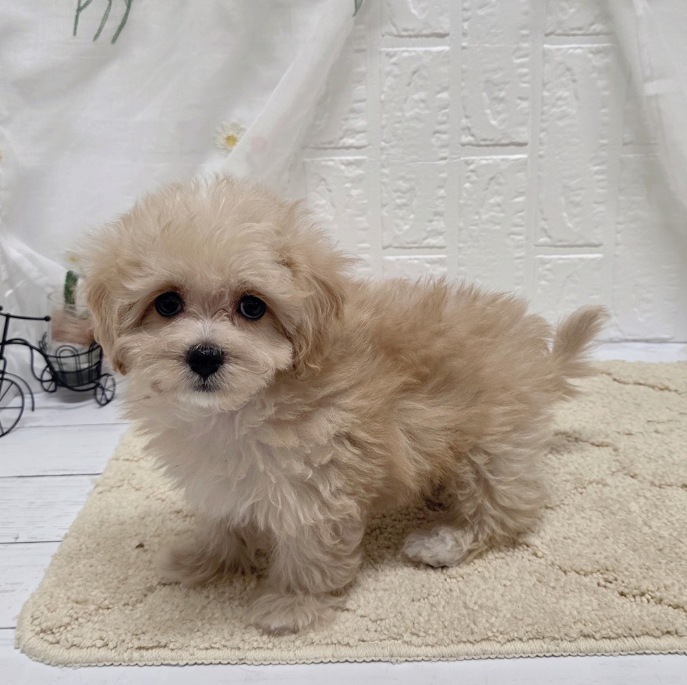 岡山県のマルプー(マルチーズ×プードル) (犬の家＆猫の里岡山店/2026年8月4日生まれ/男の子/アプリコットホワイト)の子犬の2枚目の画像