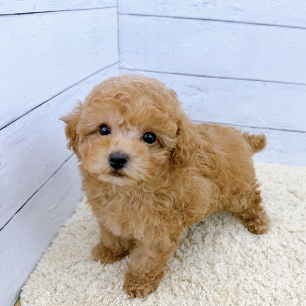 愛知県のトイプードル(トイ) (犬の家＆猫の里七宝店/2026年8月5日生まれ/男の子/オレンジフォーン)の子犬の1枚目の画像
