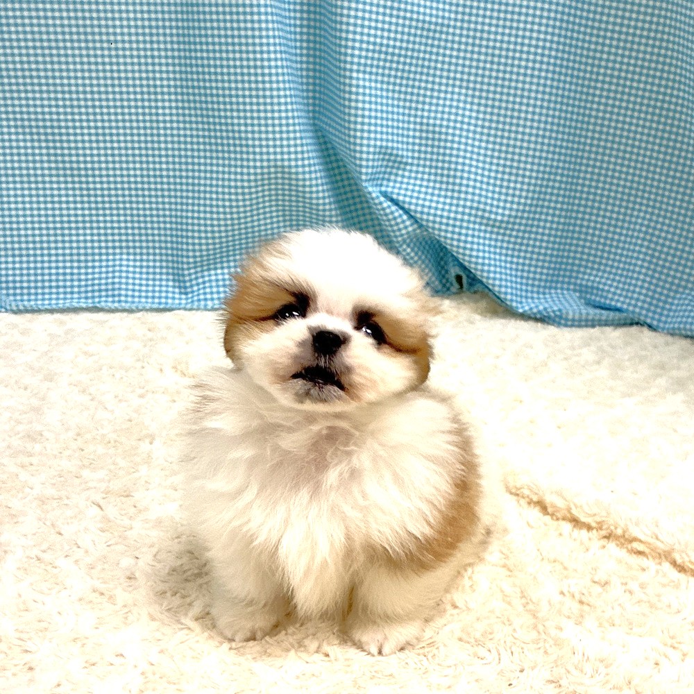 愛知県のポメズー/ポメシーズ(ポメラニアン×シーズー) (犬の家＆猫の里一宮店/2026年8月4日生まれ/男の子/ホワイトゴールド)の子犬の2枚目の画像