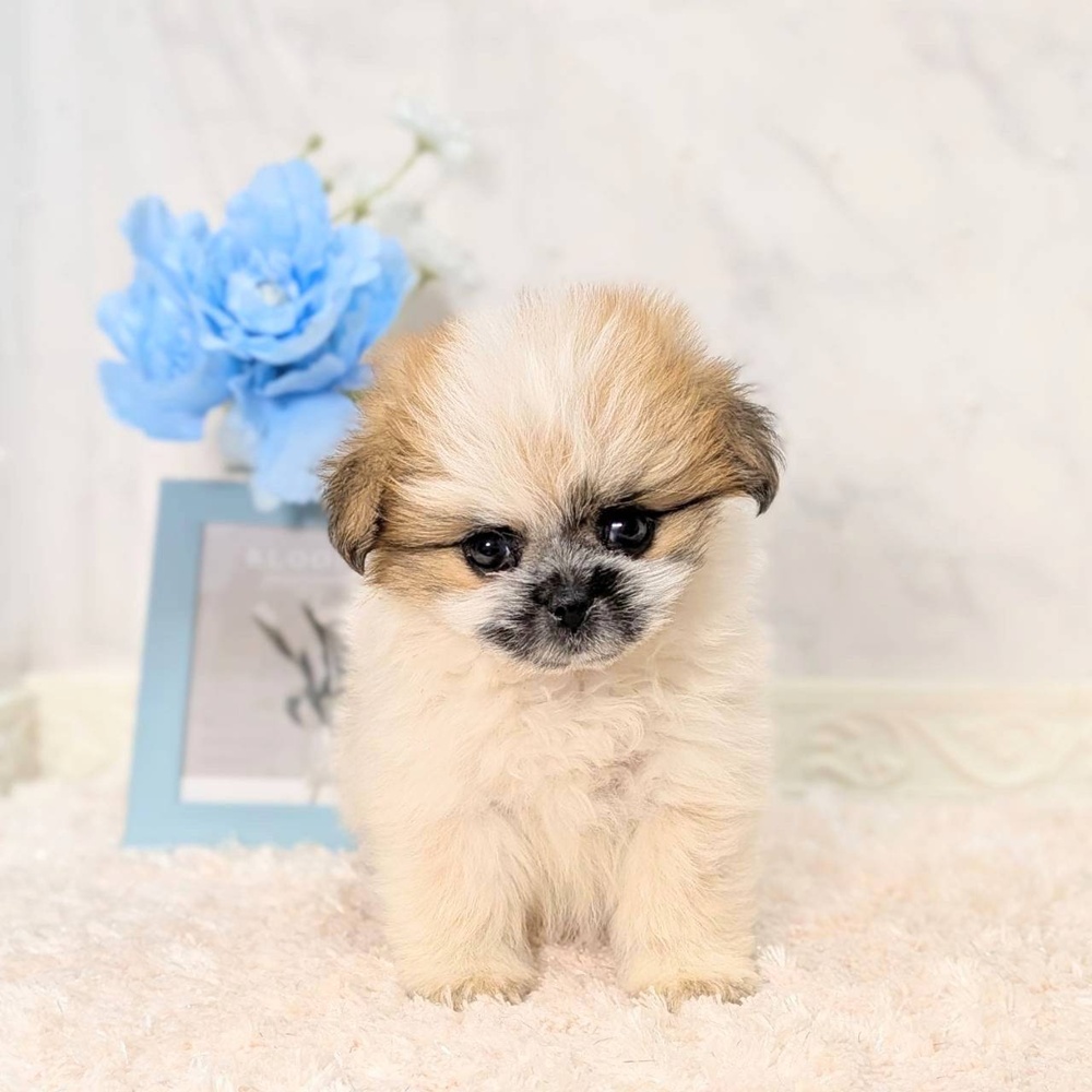 ポメズー/ポメシーズ(ポメラニアン×シーズー)の子犬 9頭掲載中|相場23万円