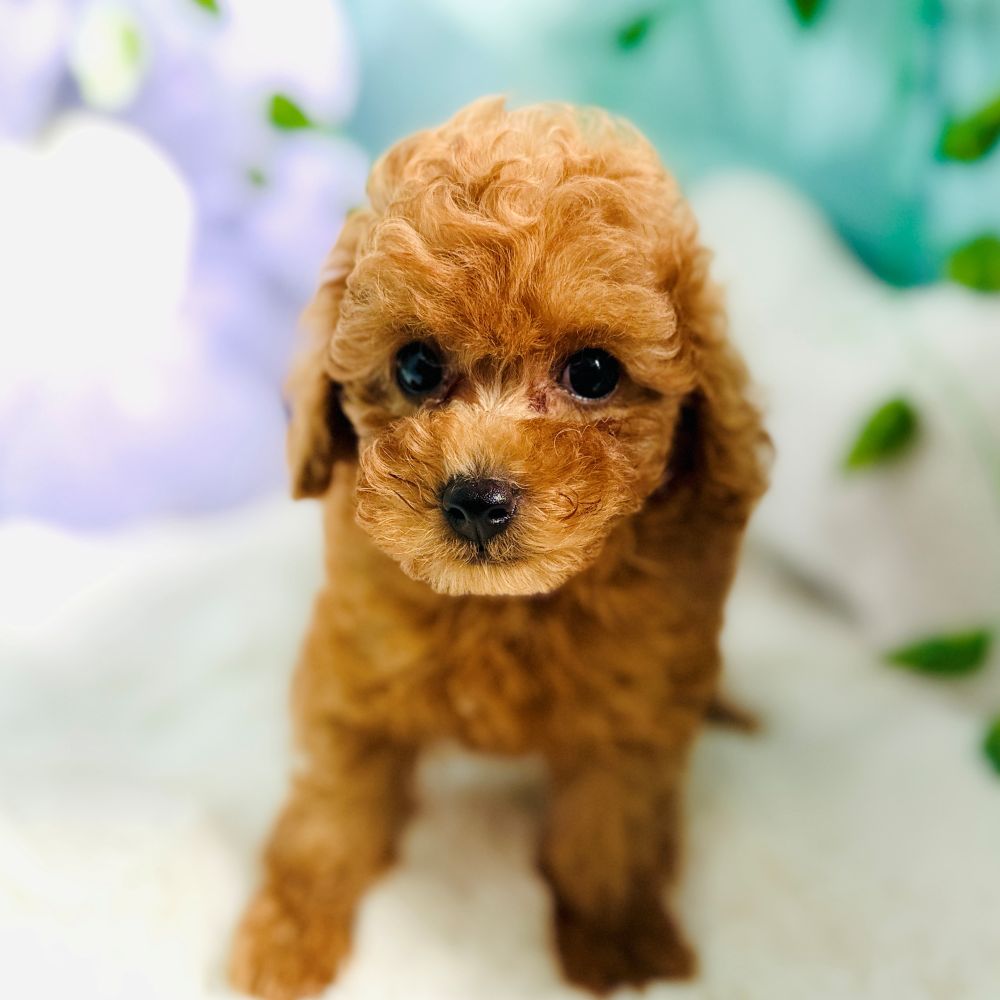 愛知県のトイプードル(トイ) (犬の家＆猫の里愛知刈谷店/2026年8月5日生まれ/男の子/オレンジフォーン)の子犬の2枚目の画像