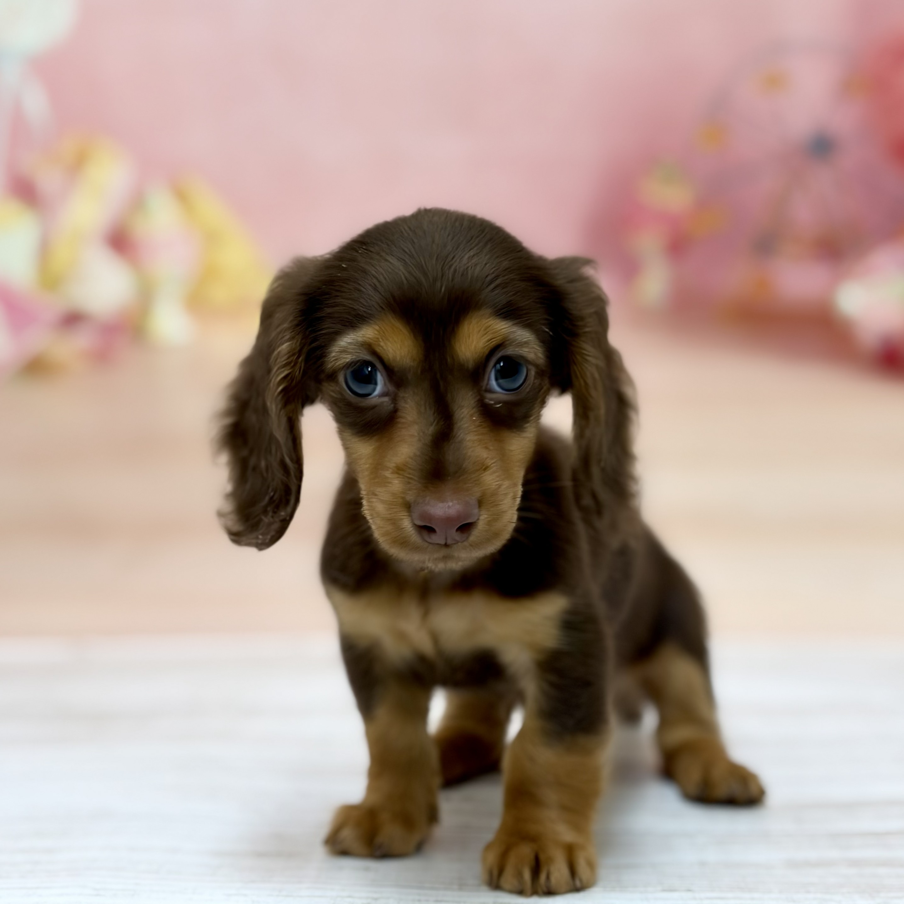 兵庫県のミニチュアダックスフンド(ロング) (犬の家＆猫の里尼崎店/2026年8月4日生まれ/男の子/チョコレートタン)の子犬の1枚目の画像