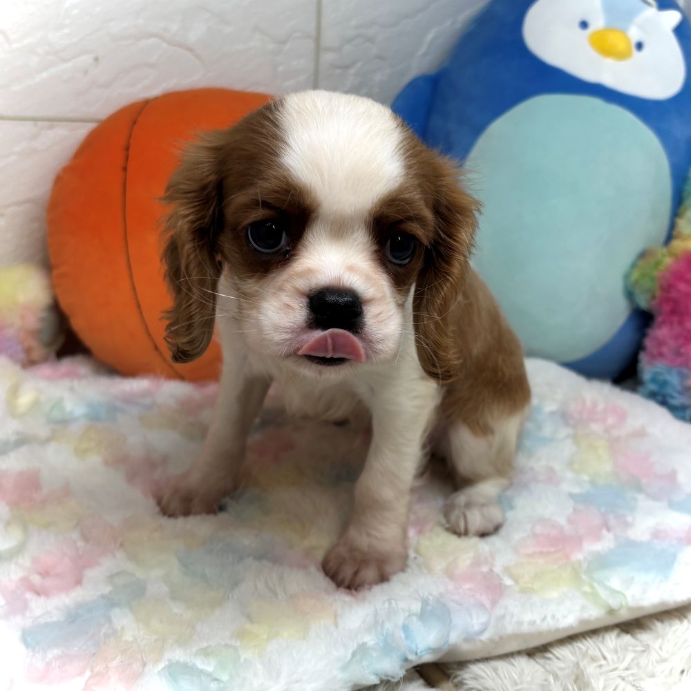 兵庫県のキャバリアキングチャールズスパニエル (犬の家＆猫の里ゆめタウン姫路店/2026年8月3日生まれ/男の子/ブレンハイム)の子犬の2枚目の画像