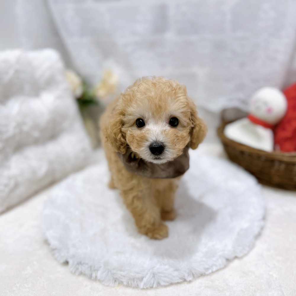 滋賀県のトイプードル(タイニー) (犬の家＆猫の里長浜店/2026年8月5日生まれ/男の子/ペールフォーン)の子犬の1枚目の画像