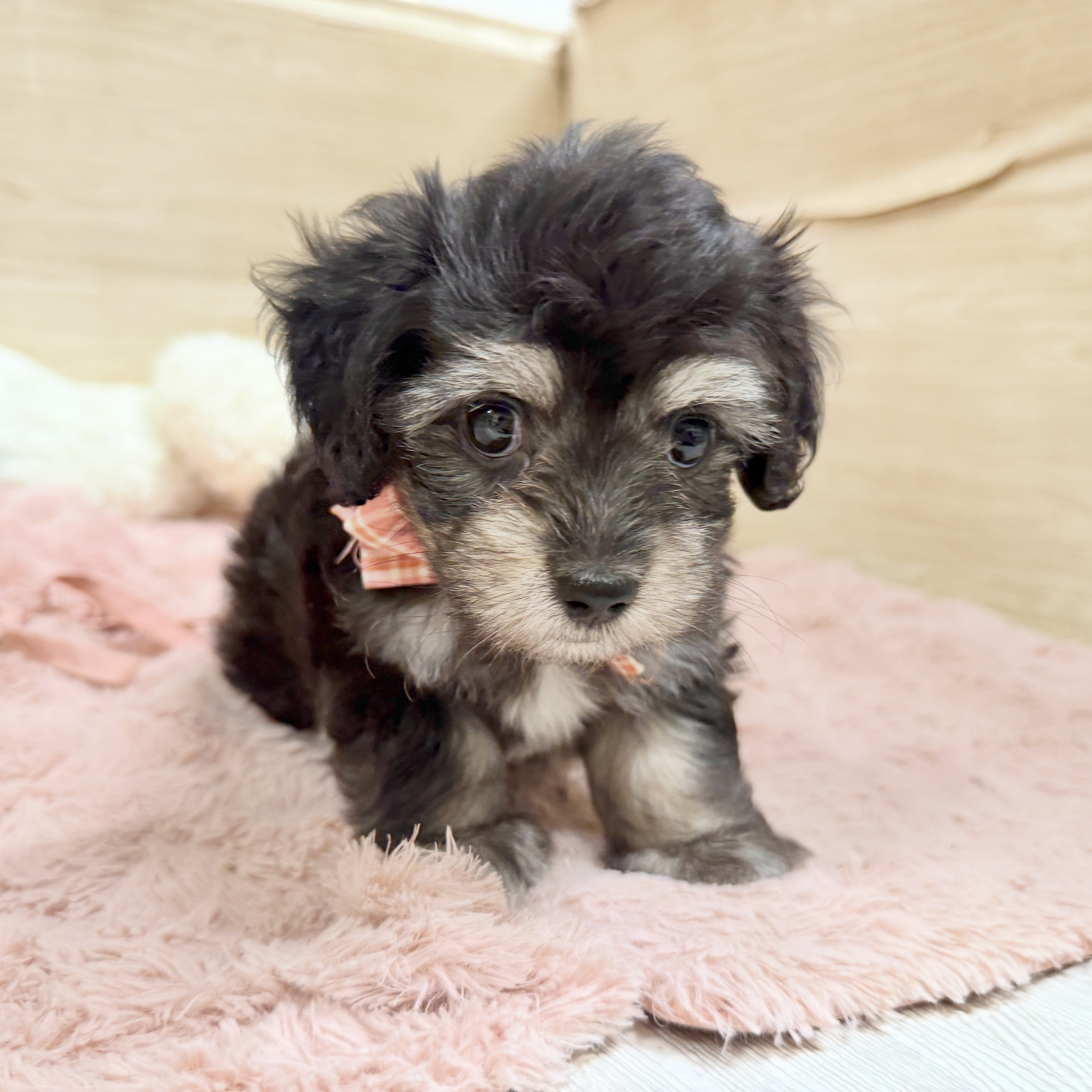 大阪府のマルックス(マルチーズ×ダックス) (犬の家＆猫の里そよら東岸和田店/2026年8月6日生まれ/女の子/ブラッククリーム)の子犬の2枚目の画像