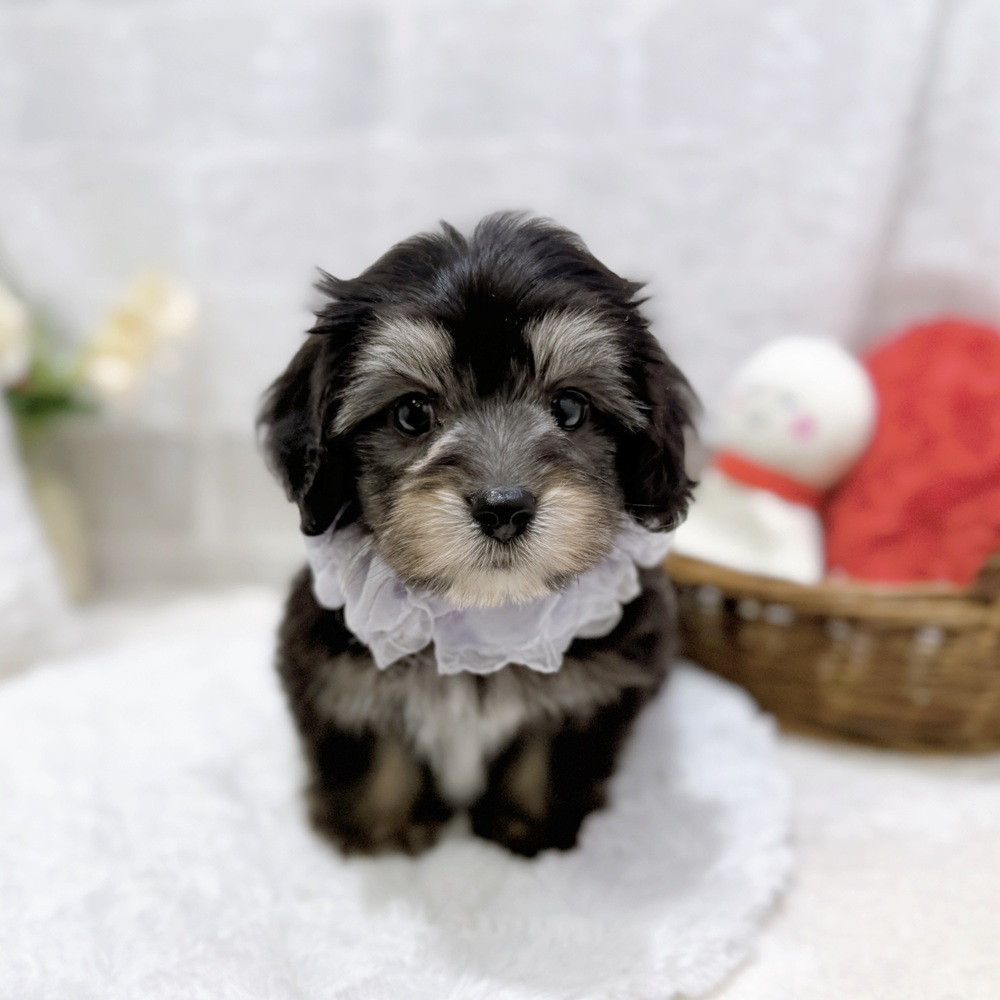 滋賀県のマルックス(マルチーズ×ダックス) (犬の家＆猫の里長浜店/2026年8月6日生まれ/男の子/ブラックタンホワイト)の子犬の1枚目の画像