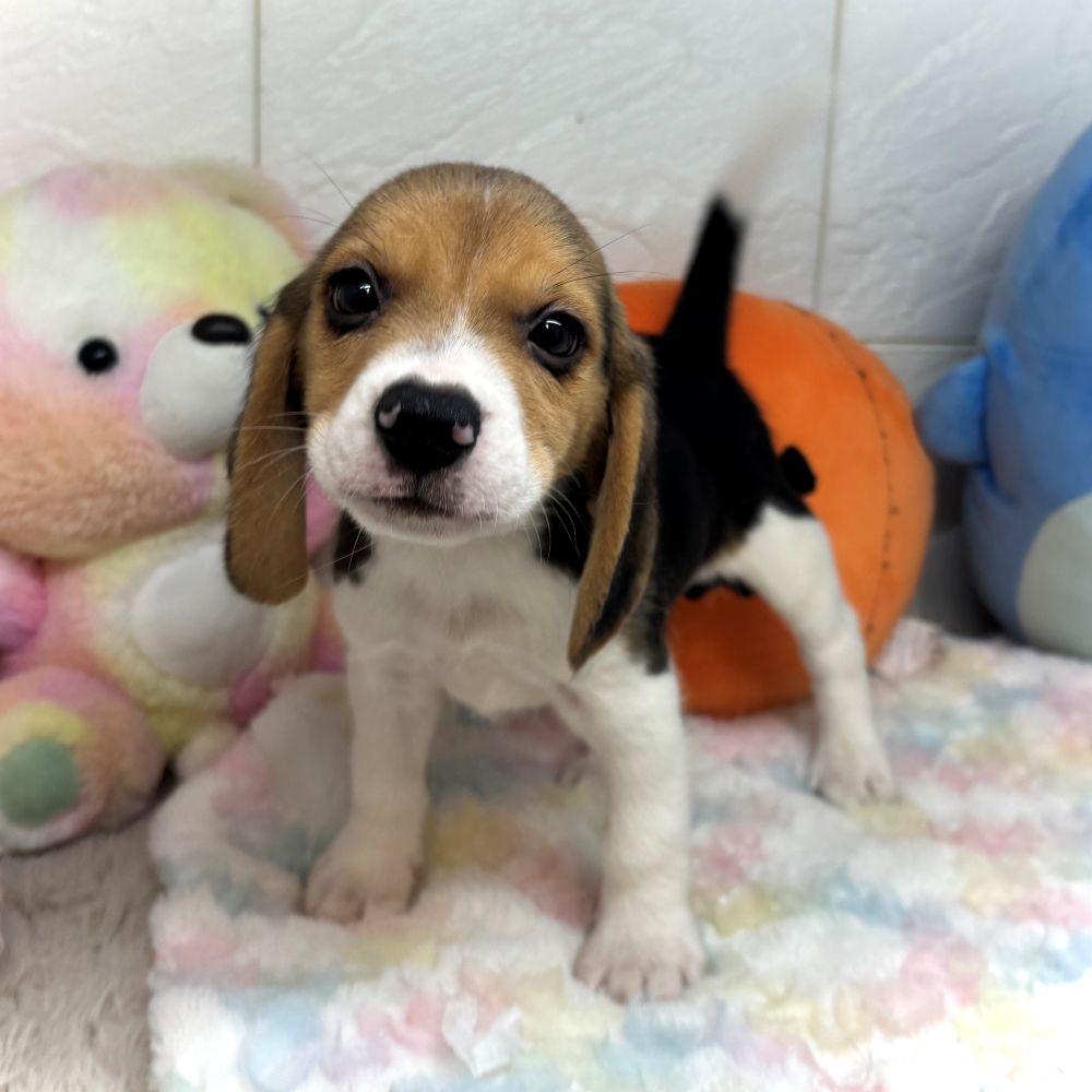 兵庫県のビーグル (犬の家＆猫の里ゆめタウン姫路店/2026年8月5日生まれ/男の子/ブラックタンホワイト)の子犬の2枚目の画像