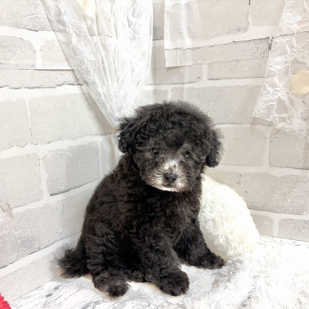 京都府のトイプードル(トイ) (犬の家＆猫の里京都精華店/2026年8月3日生まれ/男の子/グレー)の子犬の2枚目の画像