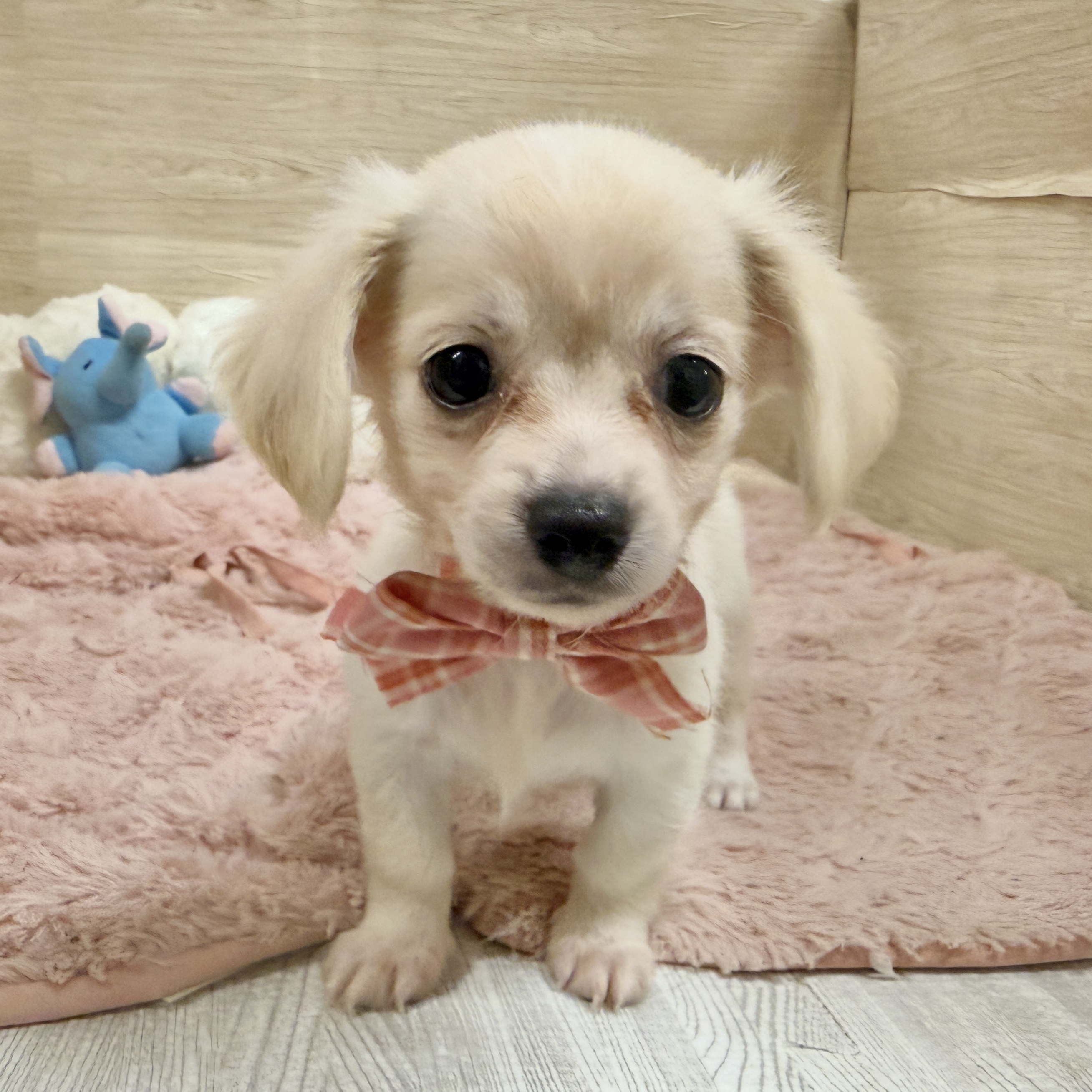 大阪府のチワックス(チワワ×ダックス) (犬の家＆猫の里そよら東岸和田店/2026年8月4日生まれ/女の子/クリーム)の子犬の2枚目の画像
