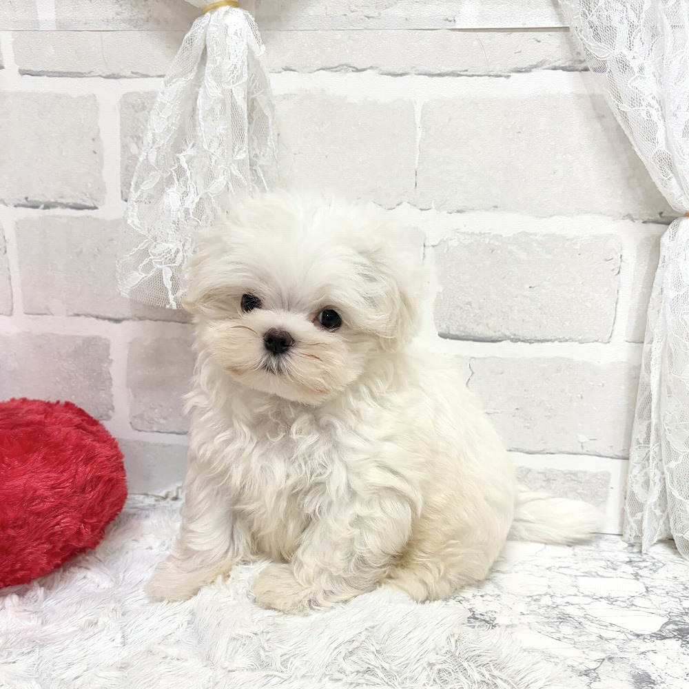 京都府のマルチーズ (犬の家＆猫の里京都精華店/2026年8月4日生まれ/男の子/ホワイト)の子犬の2枚目の画像
