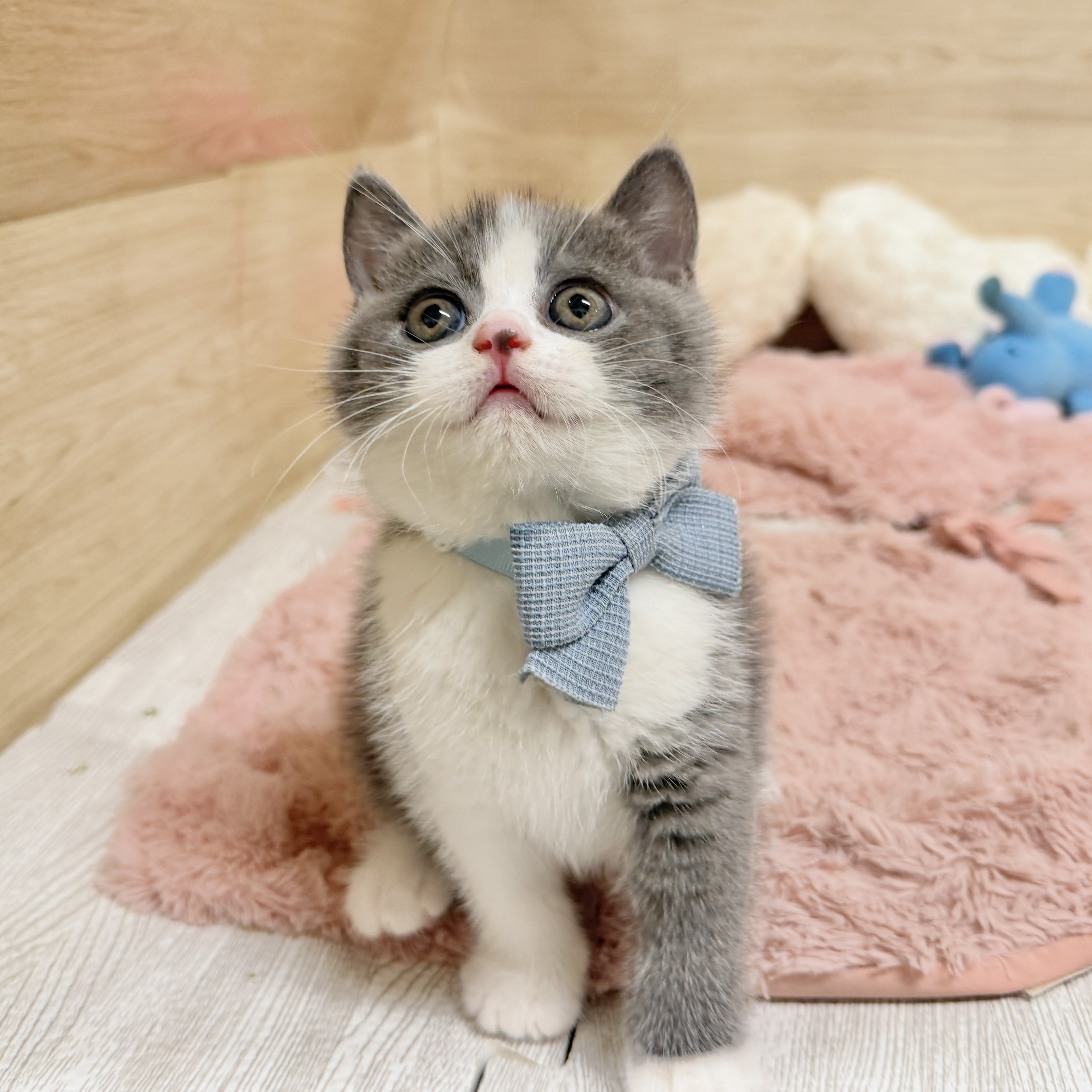 大阪府のブリティッシュショートヘアー (犬の家＆猫の里そよら東岸和田店/2026年8月3日生まれ/男の子/ブルーホワイト)の子猫の2枚目の画像