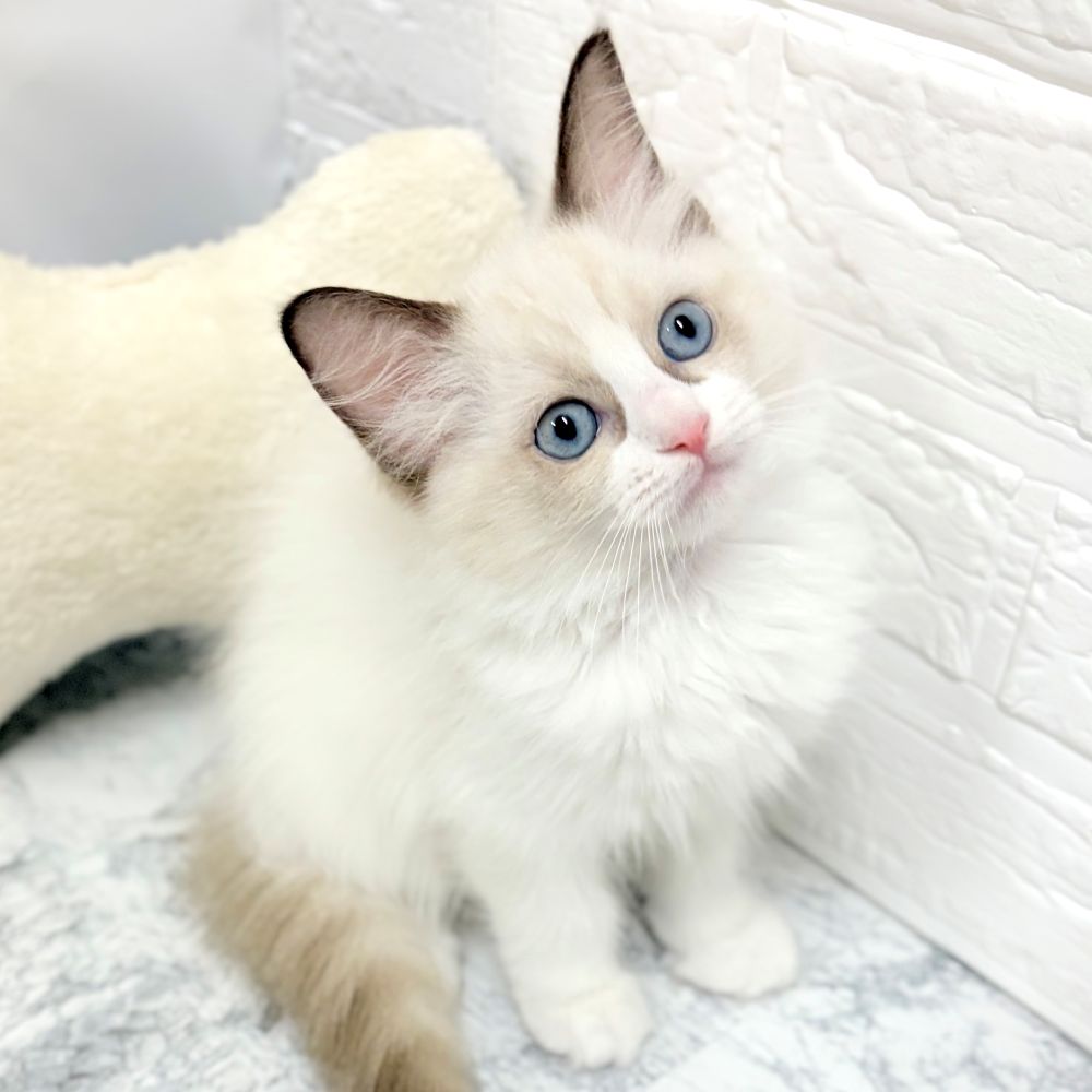 愛知県のラグドール (犬の家＆猫の里豊田店/2026年8月5日生まれ/女の子/シールポイントバイカラー)の子猫の2枚目の画像