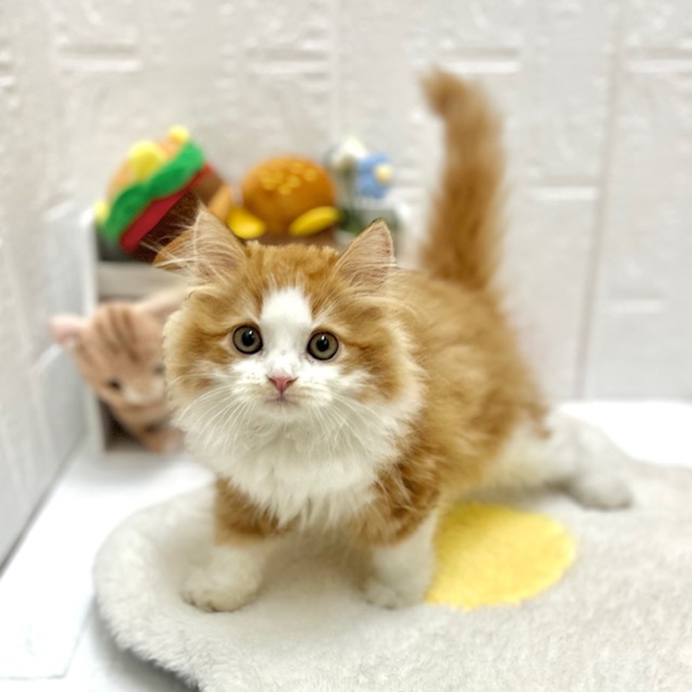 愛知県のスコティッシュフォールド (犬の家＆猫の里豊川インター店/2026年8月6日生まれ/男の子/レッドタビーホワイト)の子猫の1枚目の画像