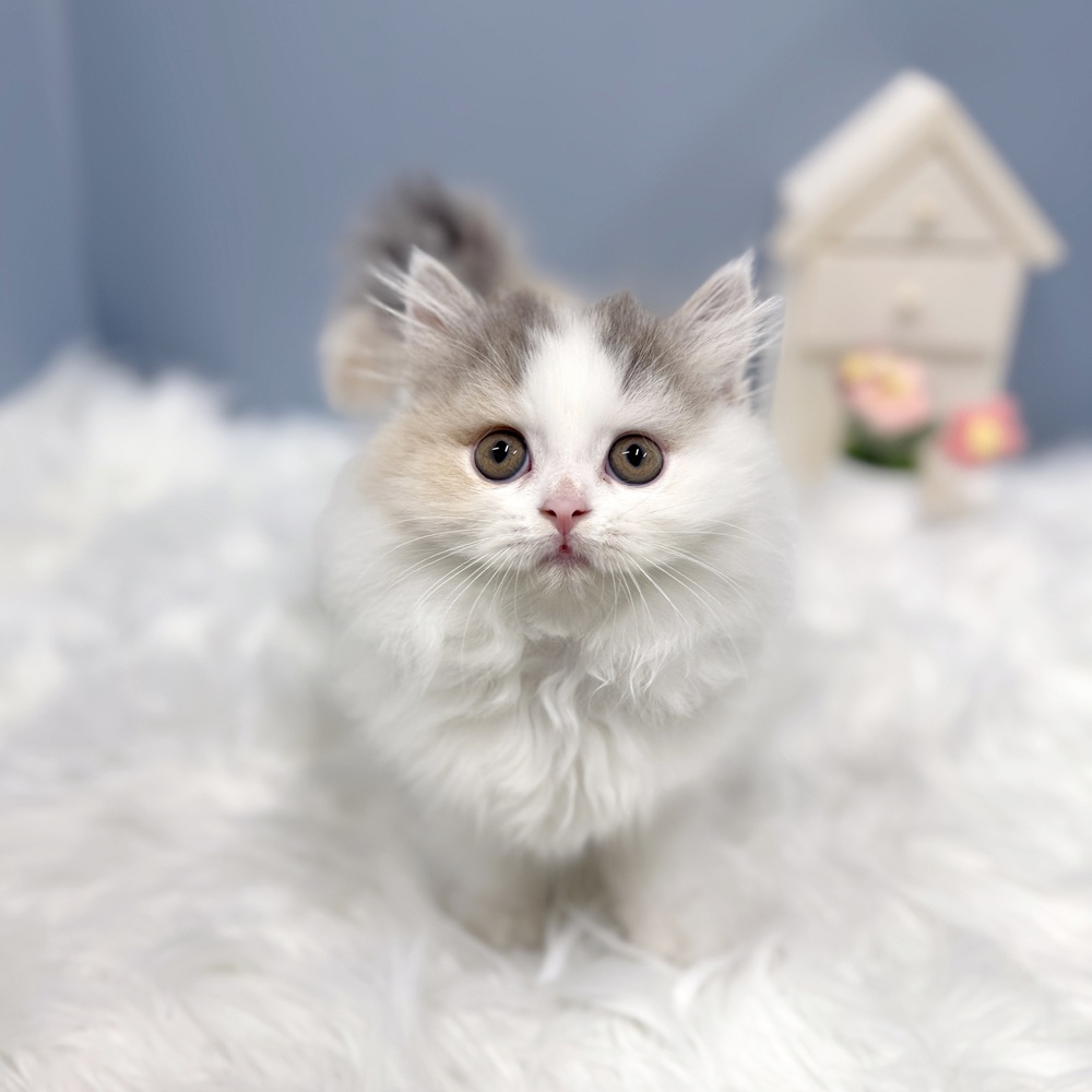 岡崎市(愛知県)のスコティッシュフォールドの子猫|ペットミー