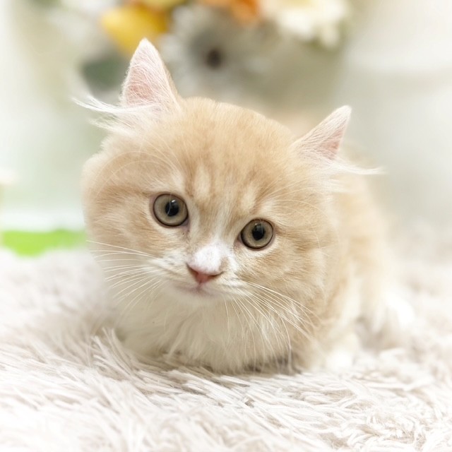 静岡県のマンチカン (犬の家＆猫の里藤枝店/2026年8月5日生まれ/男の子/クリームタビーホワイト)の子猫の1枚目の画像