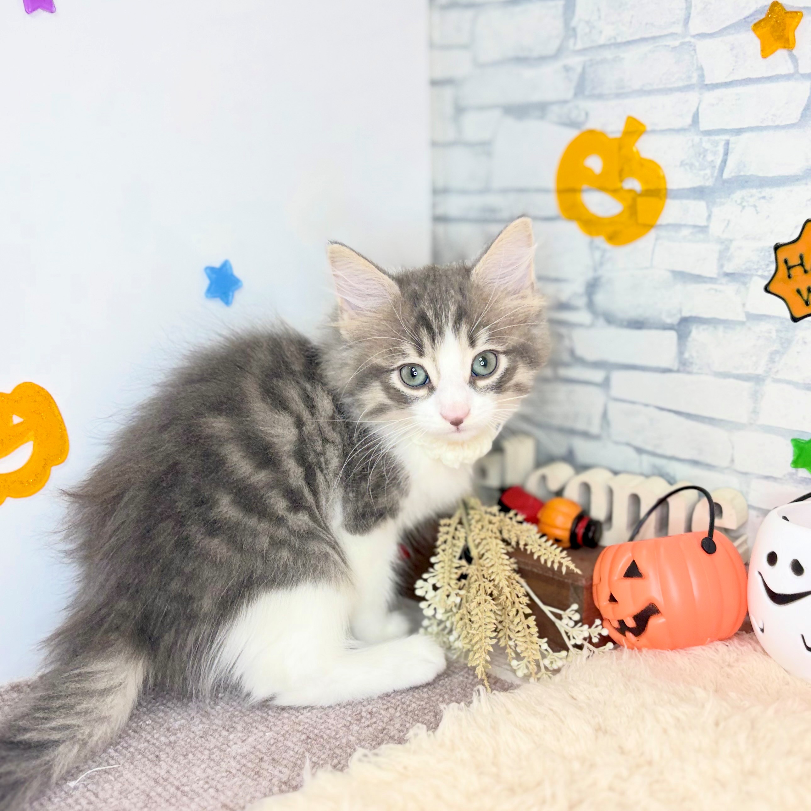 長野県のノルウェージャンフォレストキャット (犬の家＆猫の里長野店/2026年8月8日生まれ/男の子/ブルータビーホワイト)の子猫の2枚目の画像