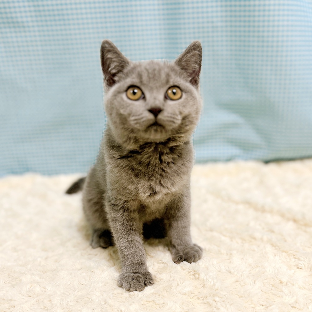 愛知県のブリティッシュショートヘアー (犬の家＆猫の里一宮店/2026年7月22日生まれ/女の子/ブルー)の子猫の2枚目の画像