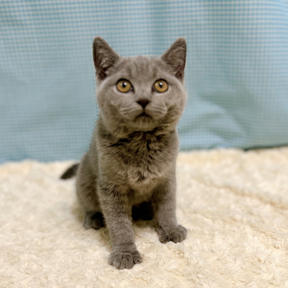 愛知県のブリティッシュショートヘアー (犬の家＆猫の里一宮店/2026年7月22日生まれ/女の子/ブルー)の子猫の2枚目の画像