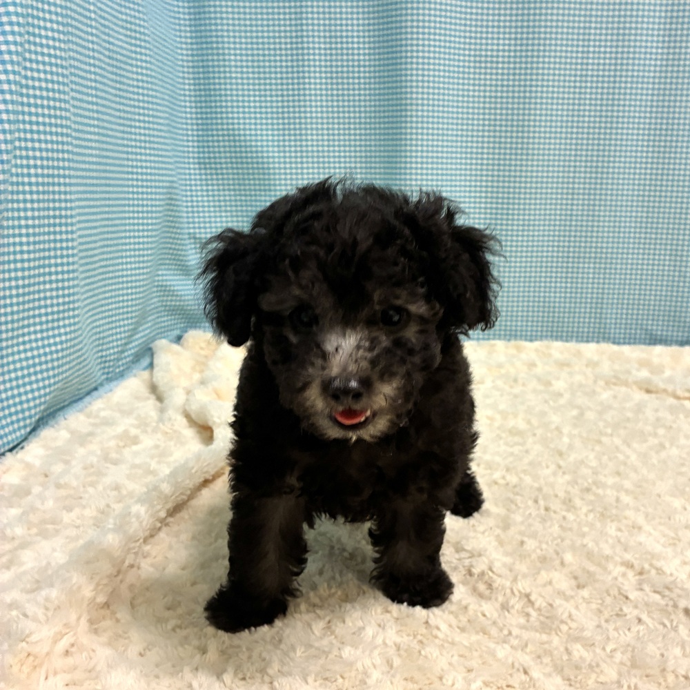 愛知県のトイプードル(トイ) (犬の家＆猫の里一宮店/2026年8月7日生まれ/男の子/グレー)の子犬の2枚目の画像