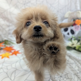 神奈川県のポメプー(ポメラニアン×プードル) (犬の家＆猫の里小田原店/2026年8月4日生まれ/女の子/アプリコット)の子犬の2枚目の画像